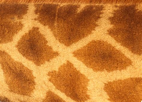 Can You Identify These Animals From Their Patterns?