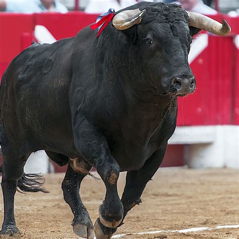 Bogota Moves To Ban Bullfighting In Colombias Capital