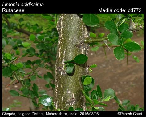 Limonia Acidissima Butterfly