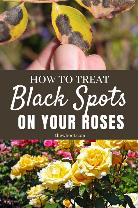How To Treat Black Spots On Roses Organically The Whoot Black Spot