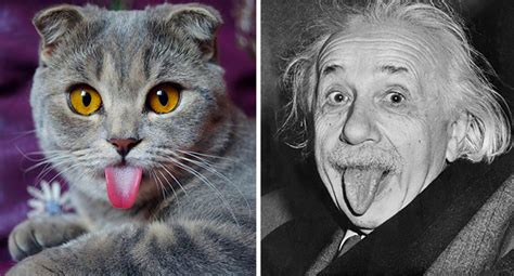 25 Animals That Look Like Famous People Much Viral