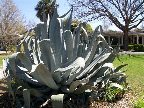 Check spelling or type a new query. Autumn Giant Aloe Vera by PintoNess on DeviantArt