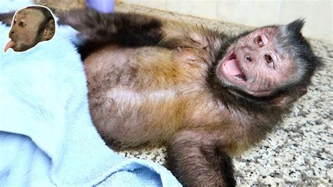 Watch me, see my new talents and. Capuchin Monkey Bath & Manicure! (SISTER VISIT) - YouTube