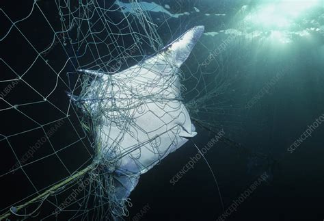 Manta Ray Caught In Gill Net Stock Image C0287199 Science Photo
