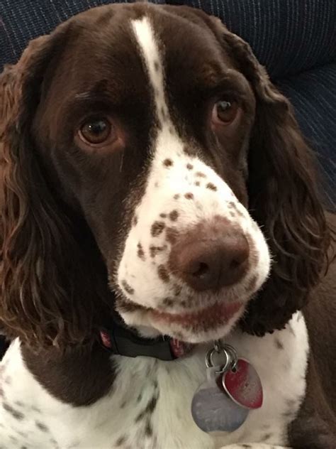 In my opinion, the english setter has relatively few major health issues that have to be addressed because puppies can be tested before they leave the breeder, this problem should never become the english setter by nature and temperament is a true family dog. Springer Spaniel | English springer spaniel, Springer ...