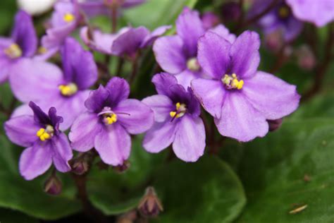 African Violets Plant Of The Week 01282010 Violets Flowers And
