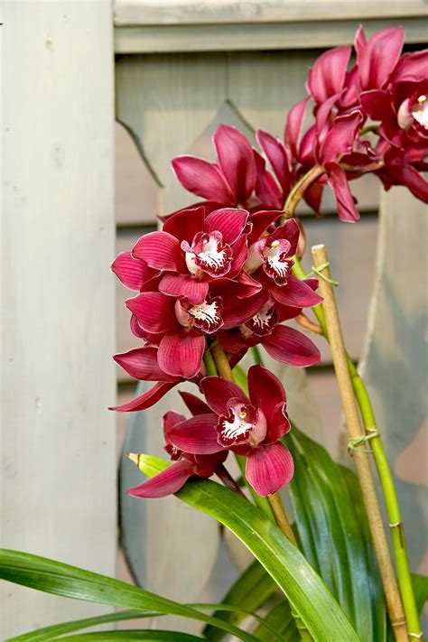 15 Easy To Grow Orchids That Add A Tropical Touch To Your Home