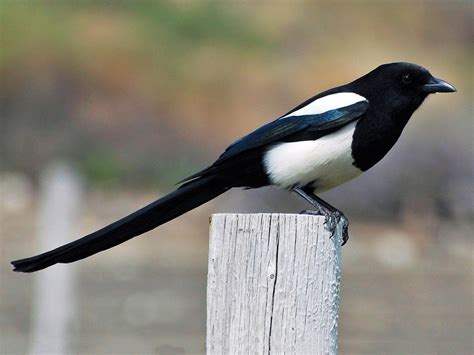 Black Billed Magpie Celebrate Urban Birds