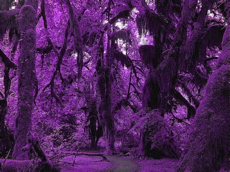 Purple Lavender Forest Wallpapers Wallpaper Cave