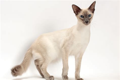 13 Reasons To Love The Beautiful Balinese Catster