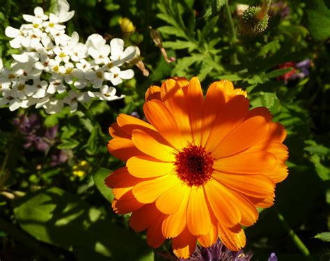 We did not find results for: Pictures of Flowers of Different Colors