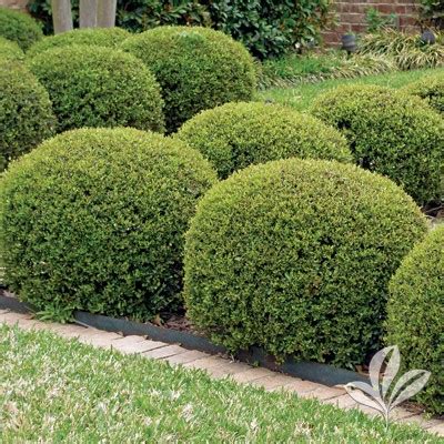 East palatka holly shrub 3 gal healthy hedge plant landscape tree home garden. Specialty