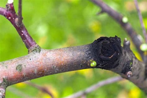 How To Control Apple Black Rot And Frogeye Leaf Spot
