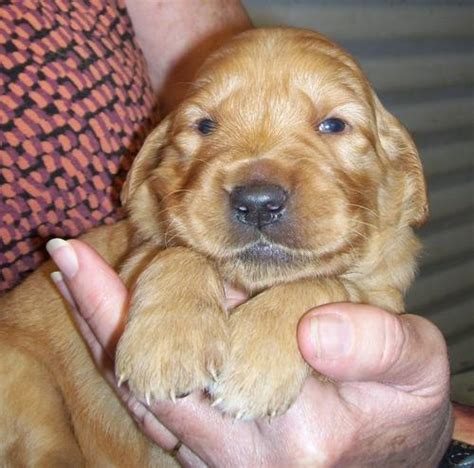 By choosing to adopt a golden retriever from an animal shelter, not only are you taking your pet to a forever home and giving it a life worth living. Golden Retriever Puppy for Sale - Adoption, Rescue for ...