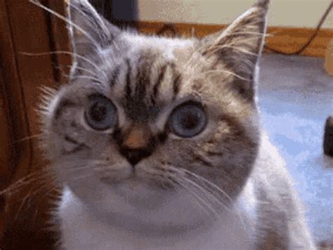 Funny Face Cute  Funnyface Cute Cat Discover