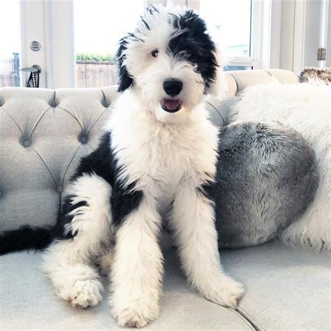 He is a dog that will always be a puppy at heart. Are Sheepadoodles the right breed for you? - K9 Web