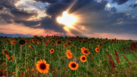 Clouds Sky Field Sunflowers Sunset Phone Wallpapers