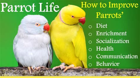 Amazing Parrots Majestic Birds Baby Parrot Growth Care And Training