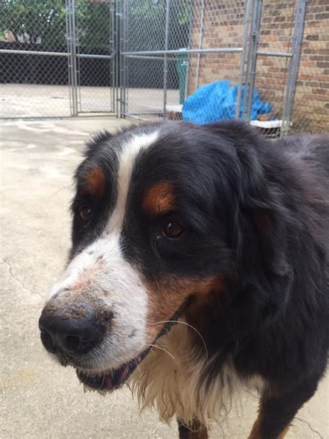 Da Boy - Lone Star Bernese Mountain Dog Club & Rescue ...