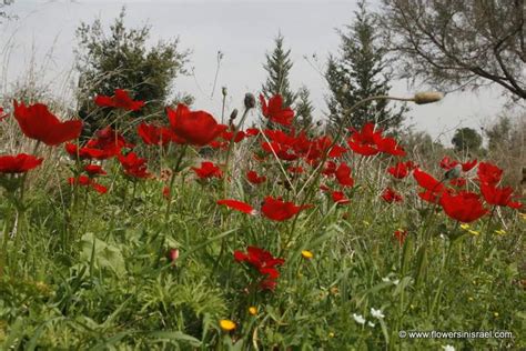 Sin embargo, el color más común es el rojo. Anemone coronaria
