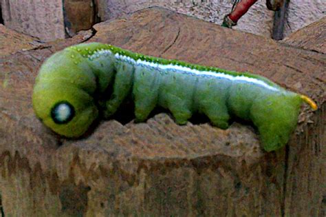 We did not find results for: Stock Pictures: Green caterpillar images