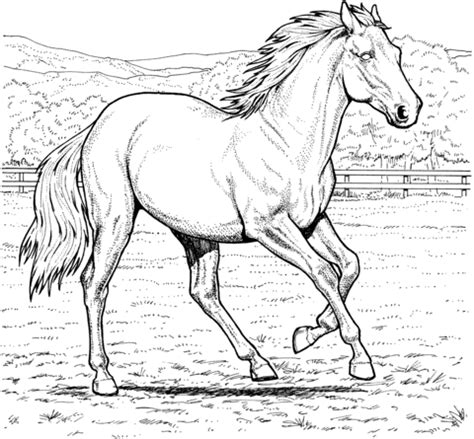 Download Running Mare Horse coloring page | SuperColoring.com