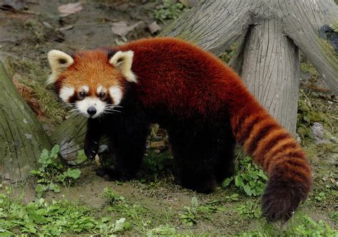 Red Panda Animals World