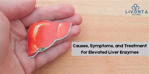 Causes Symptoms And Treatment For Elevated Liver Enzymes Livonta