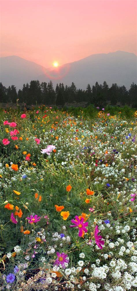 With the brilliant blue and rich red hues of the flowers juxtaposing the cerulean lake. Sunset over a wildflower field out side of Florence ...