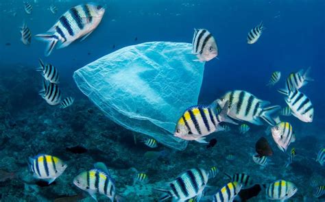Ozeane Ohne Plastikmuell Unser Engagement Für Saubere Meere