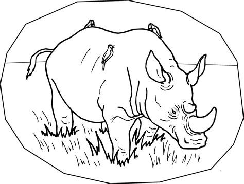 Dibujos para pintar de rinocerontes Imágenes y fotos
