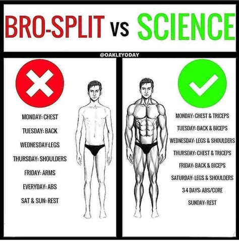 You'll then slowly increase your rep range to 12 by week five and six to trigger hypertrophy. Best Workout Split To Hit Muscles Twice A Week ...
