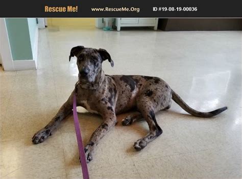 Rescue groups can apply to be considered for donations once each year. ADOPT 19081900036 ~ Great Dane Rescue ~ Wilmington, NC