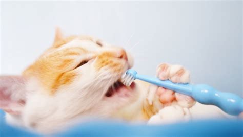 Does My Cat Need Dental Care? - CatTime