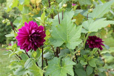 Even if you have a garden, a container grown dahlia can live on your patio or front porch, bringing those gorgeous blossoms up close and personal. Planting Dahlias in Your Vegetable Garden - Longfield Gardens