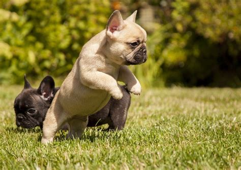 The breed is the result of a cross between toy bulldogs imported from england. French Bulldog puppy KC Registered (light fawn) | Oldham ...