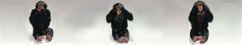 Dmca notice | privacy policy | android apps. three, Wise, Monkeys Wallpapers HD / Desktop and Mobile ...
