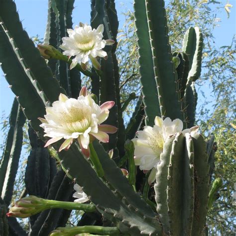 A trip to the sonoran desert is not complete without a examining of one of these. Cereus (cactus cierge) : entretien, culture et conseils
