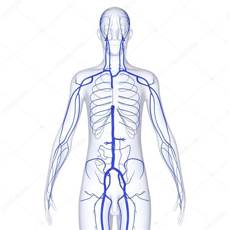 Venas Y Arterias Diferencias