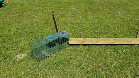 Wooden Armadillo Trap Plans Image To U