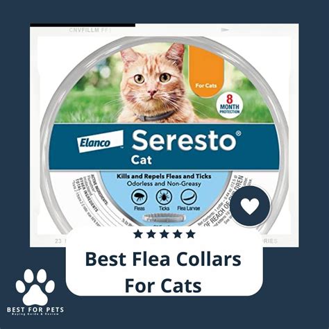 These Are The Best Flea Collars For Cats