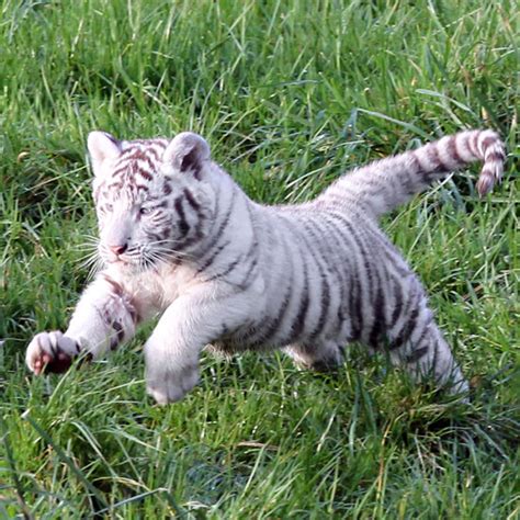 About 0% of these are metal crafts. White Tigers | POPSUGAR Pets