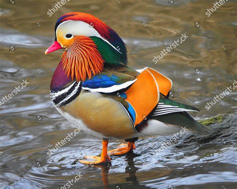 Mandarin Duck continues live Central Park New Editorial ...
