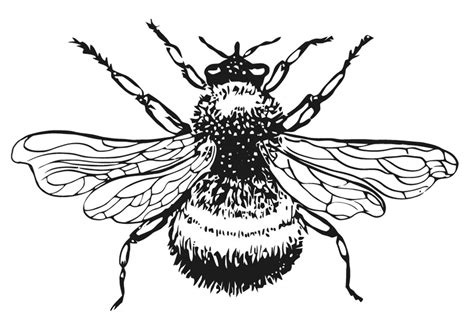 Bee Coloring Pages - Cliparts.co