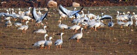 27371 Migratory Birds Of 70 Species Throng Pong Wetland The Tribune