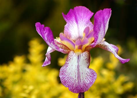 Place your orders for the 2013 season now! Iris Flower Part 1 - WeNeedFun