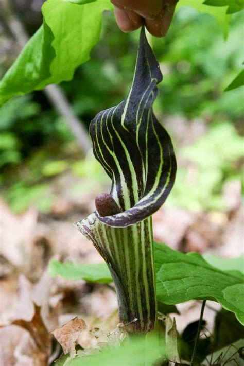 Jack In The Pulpit Arisaema Triphyllum Gardening From House To Home