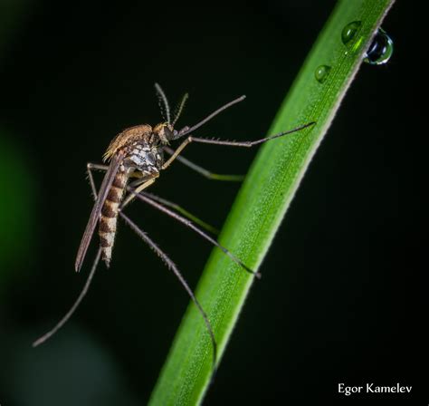 How To Deter Mosquitoes And Soothe Bites Stewarts Pest