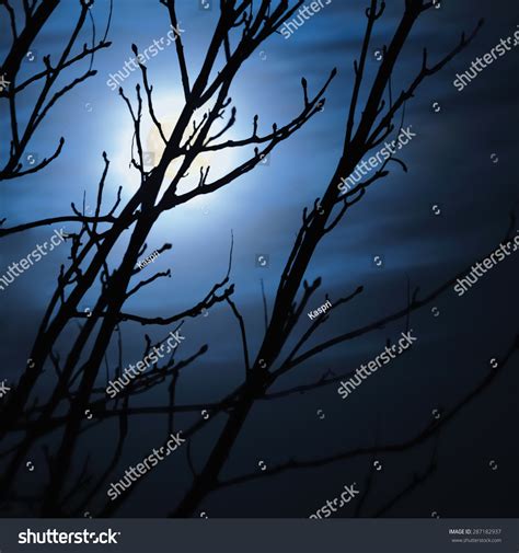 Full Moon Foggy Dark Night Naked Stock Photo Shutterstock