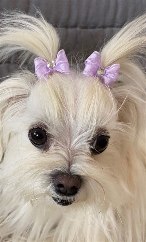 Petite Dog Bows Small Dog Hair Bows Pigtail Bows For Dogs Etsy